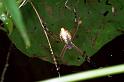 Argiope_extensa_F0813_Z_85_Maurilyan harbour_Australie
